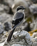 Iberian Grey Shrike