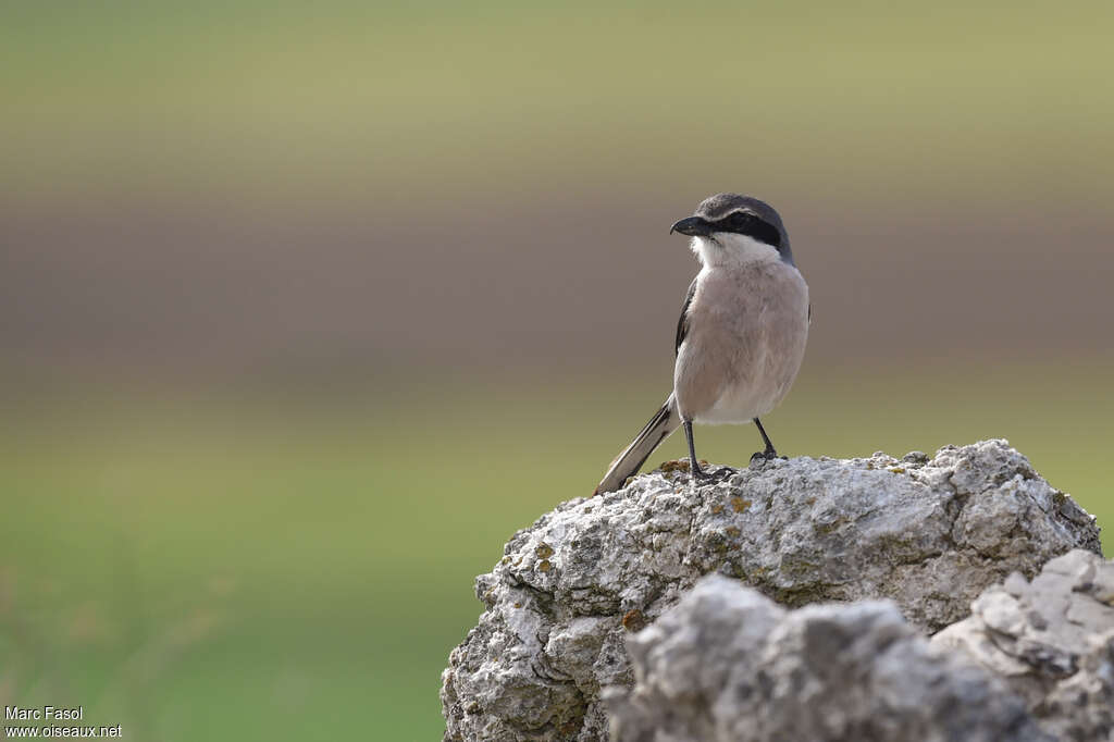 Iberian Grey Shrikeadult breeding, pigmentation, Behaviour