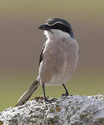 Iberian Grey Shrike