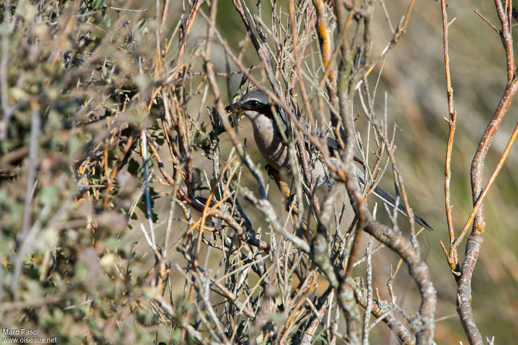 Pie-grièche méridionaleadulte nuptial, habitat, camouflage, régime, Nidification