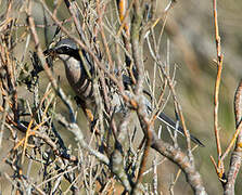 Iberian Grey Shrike