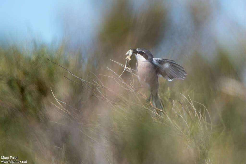 Iberian Grey Shrike male adult, feeding habits