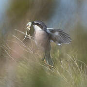 Iberian Grey Shrike