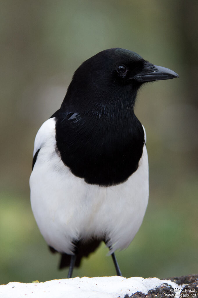 Eurasian Magpieadult, identification