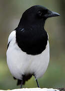 Eurasian Magpie