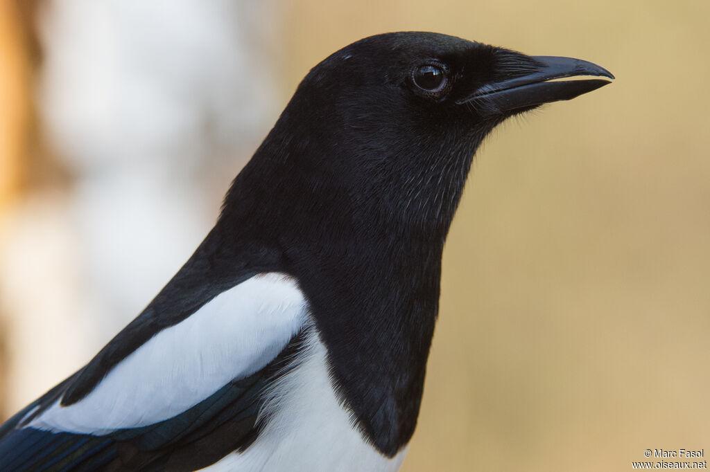 Eurasian Magpieadult post breeding, close-up portrait