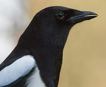 Eurasian Magpie