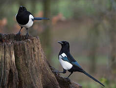 Eurasian Magpie