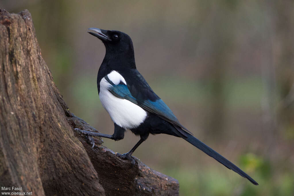 Eurasian Magpieadult breeding, identification