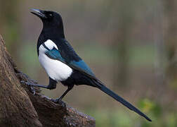 Eurasian Magpie