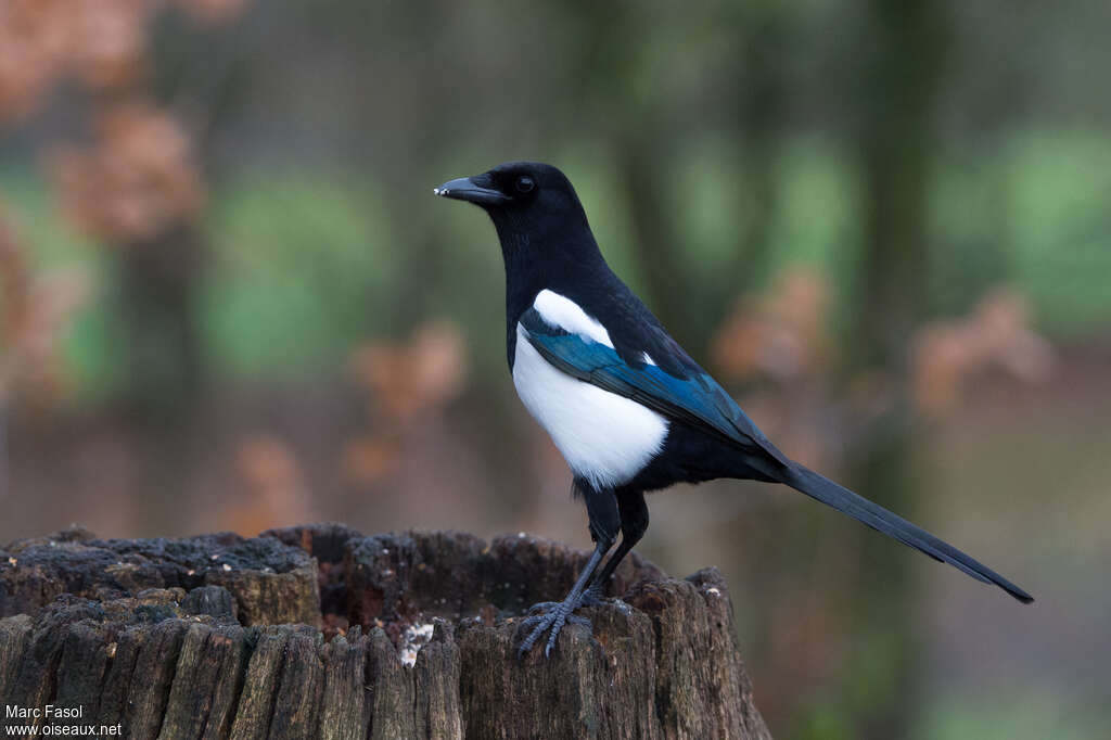 Eurasian Magpieadult, identification