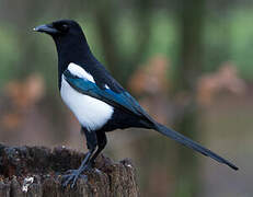 Eurasian Magpie