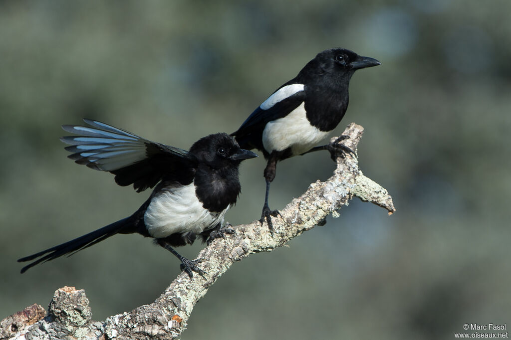 Eurasian Magpie, identification