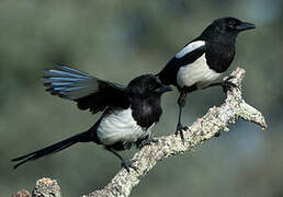 Eurasian Magpie