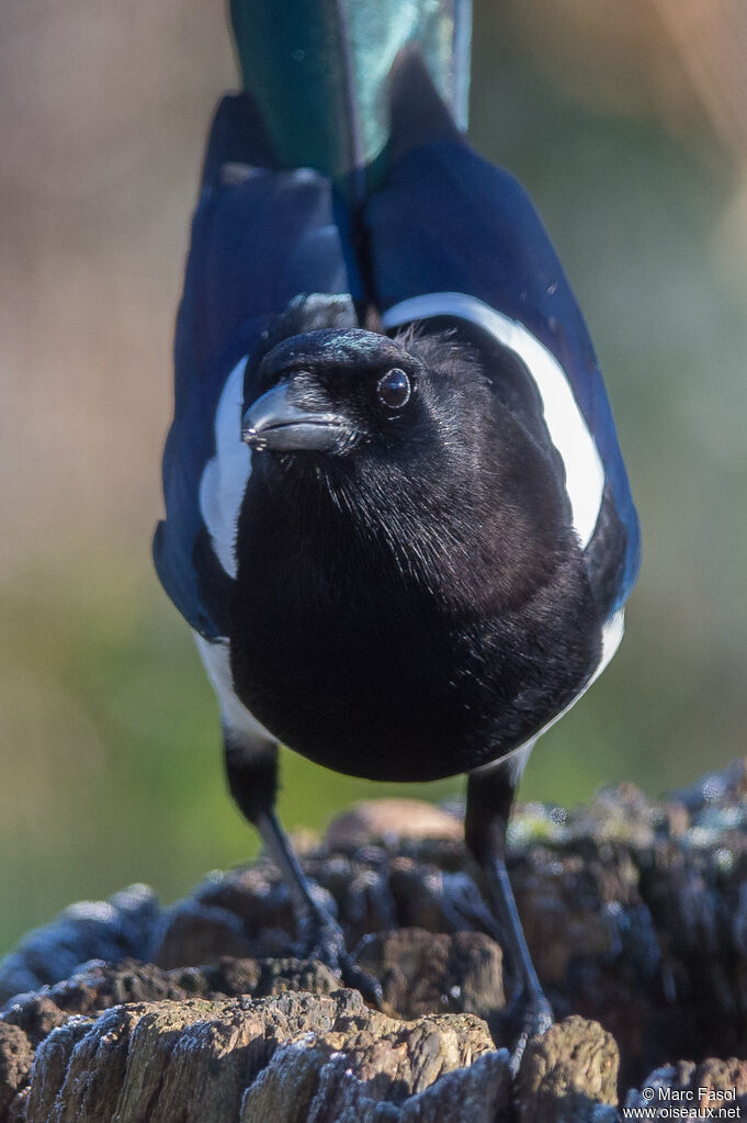 Eurasian Magpieadult, close-up portrait