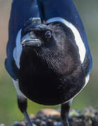 Eurasian Magpie