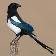 Eurasian Magpie