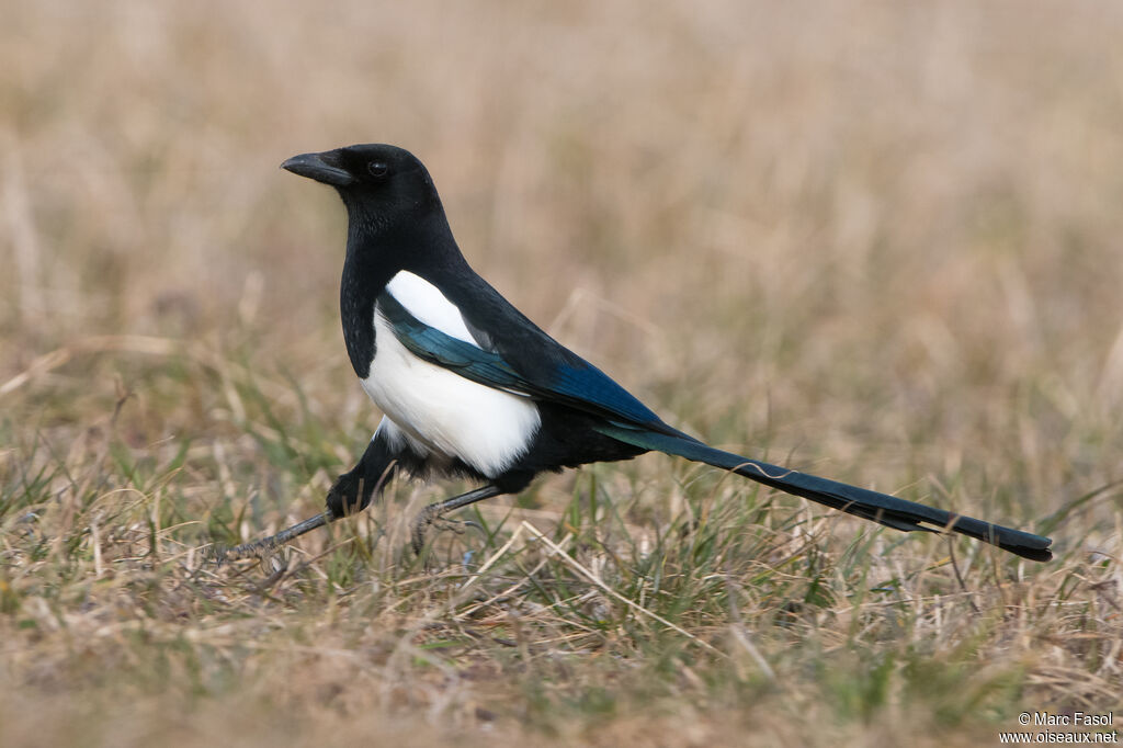 Pie bavardeadulte, identification, marche