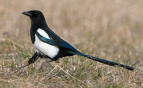 Eurasian Magpie