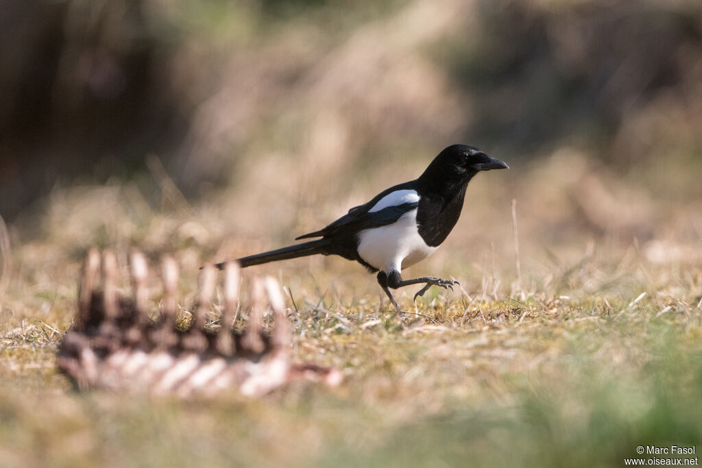 Eurasian Magpieadult, identification, walking, feeding habits