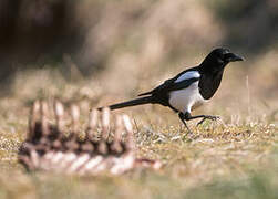 Eurasian Magpie