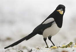 Eurasian Magpie