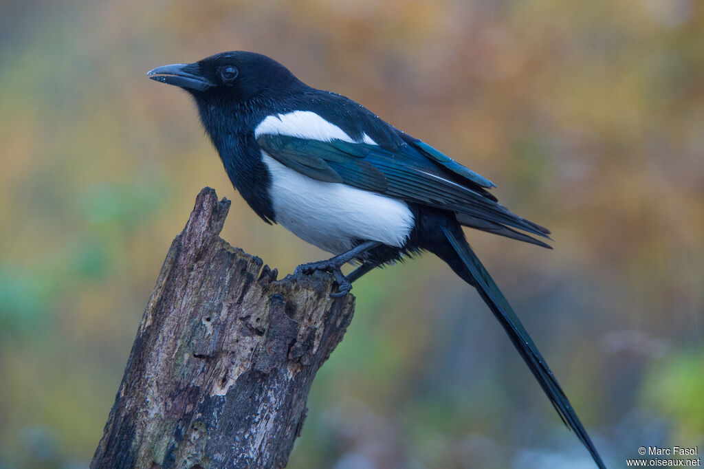 Eurasian Magpieadult, identification