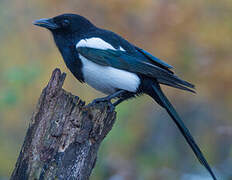 Eurasian Magpie