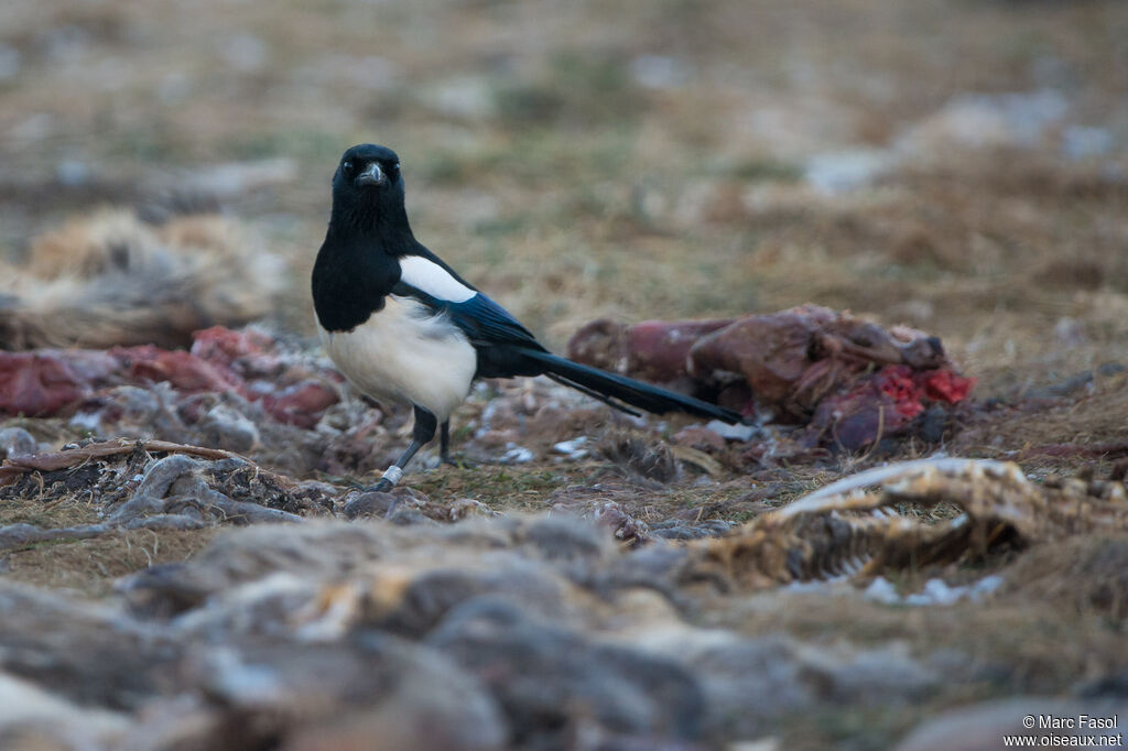 Eurasian Magpieadult, eats