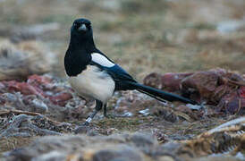 Eurasian Magpie