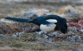 Eurasian Magpie