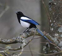 Eurasian Magpie