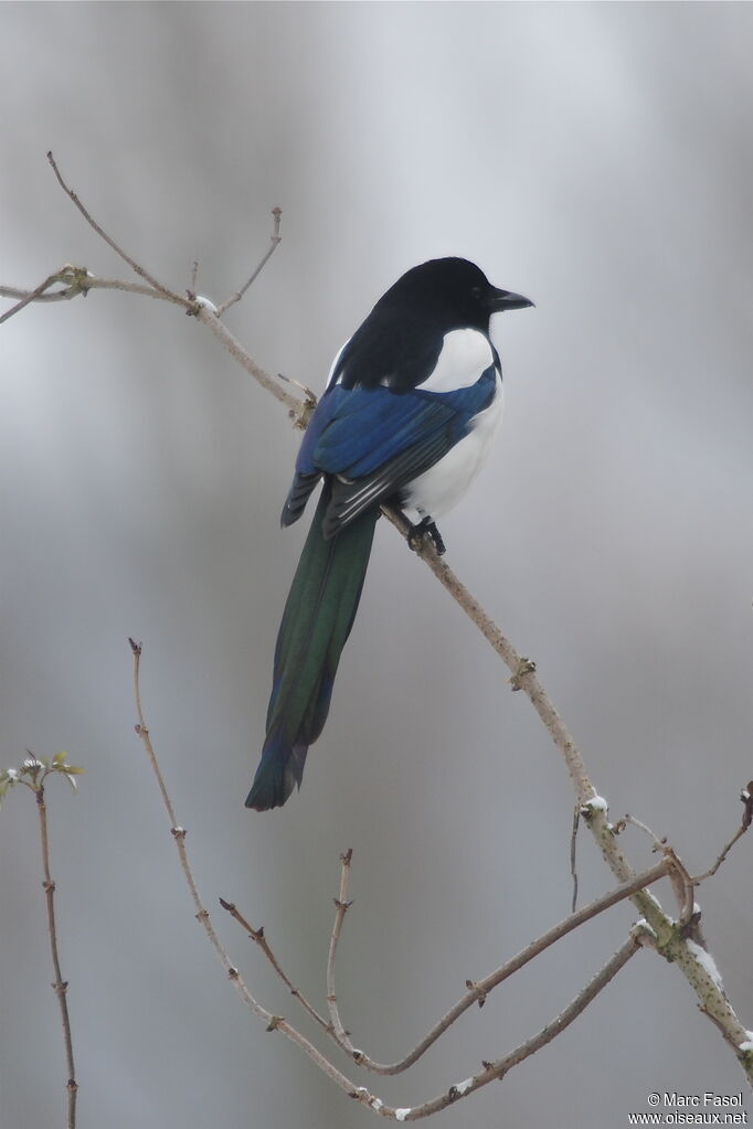 Eurasian Magpieadult post breeding, identification