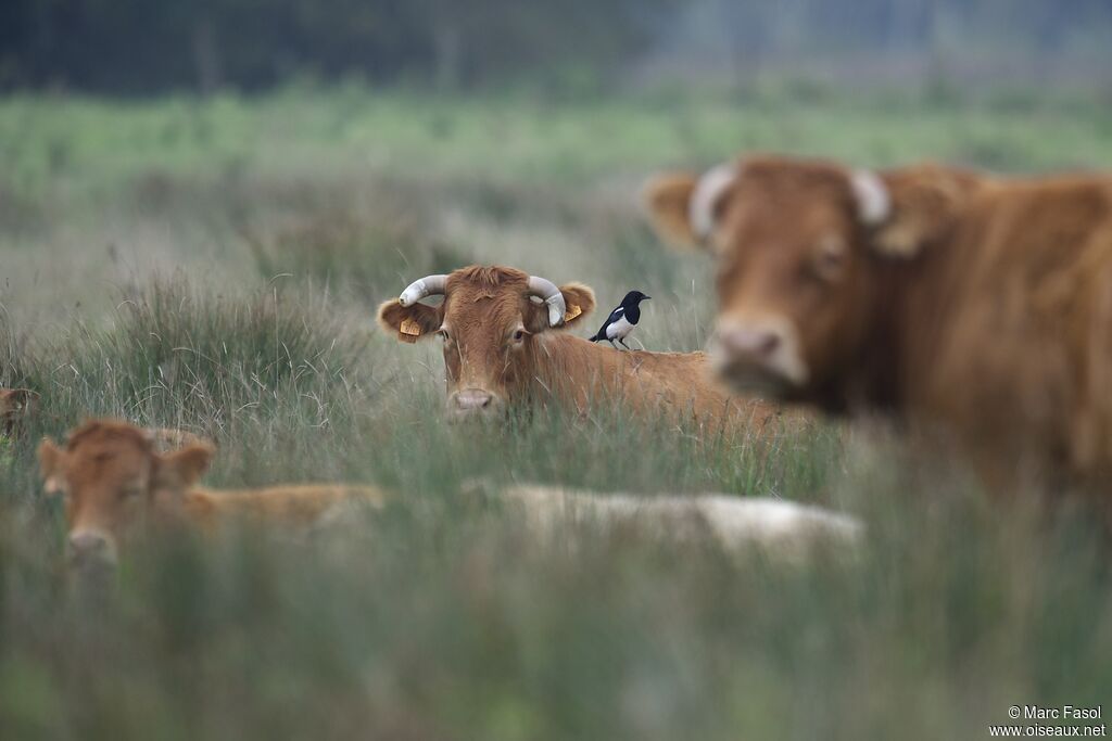 Eurasian Magpieadult, identification, feeding habits, Behaviour