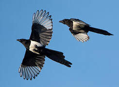 Eurasian Magpie