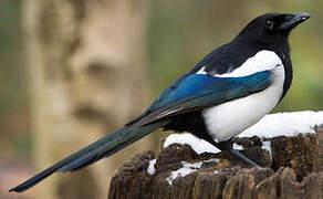 Eurasian Magpie