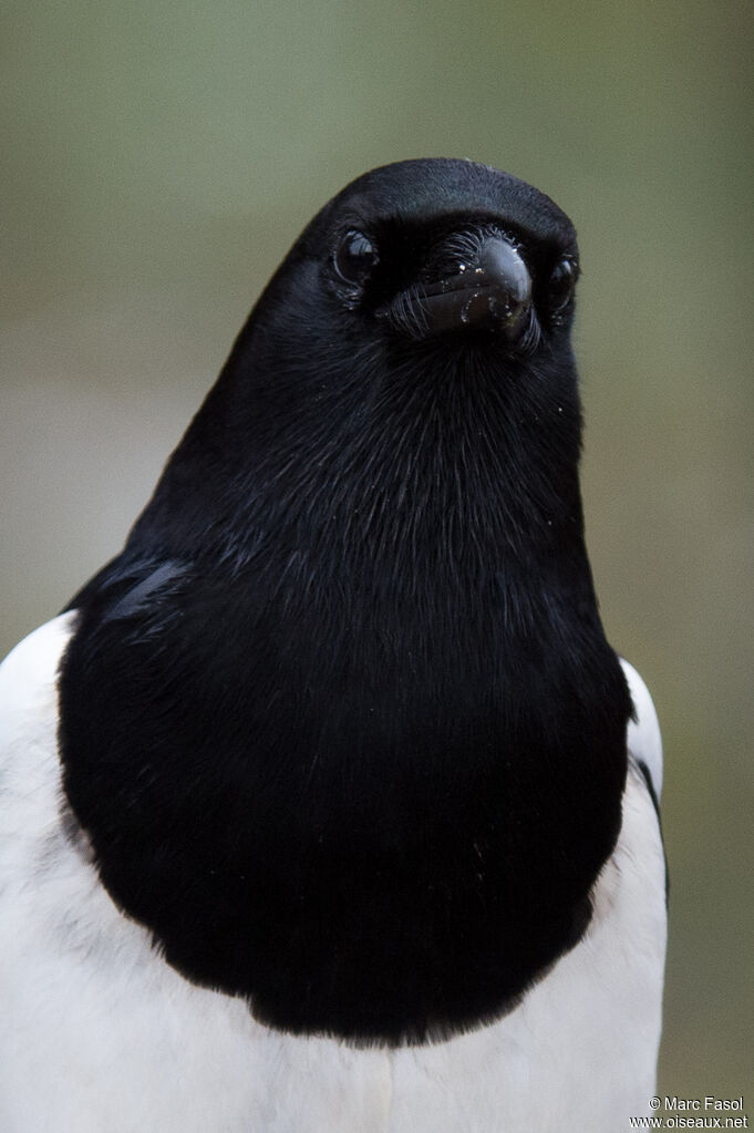 Eurasian Magpieadult, identification, close-up portrait