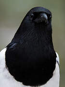 Eurasian Magpie