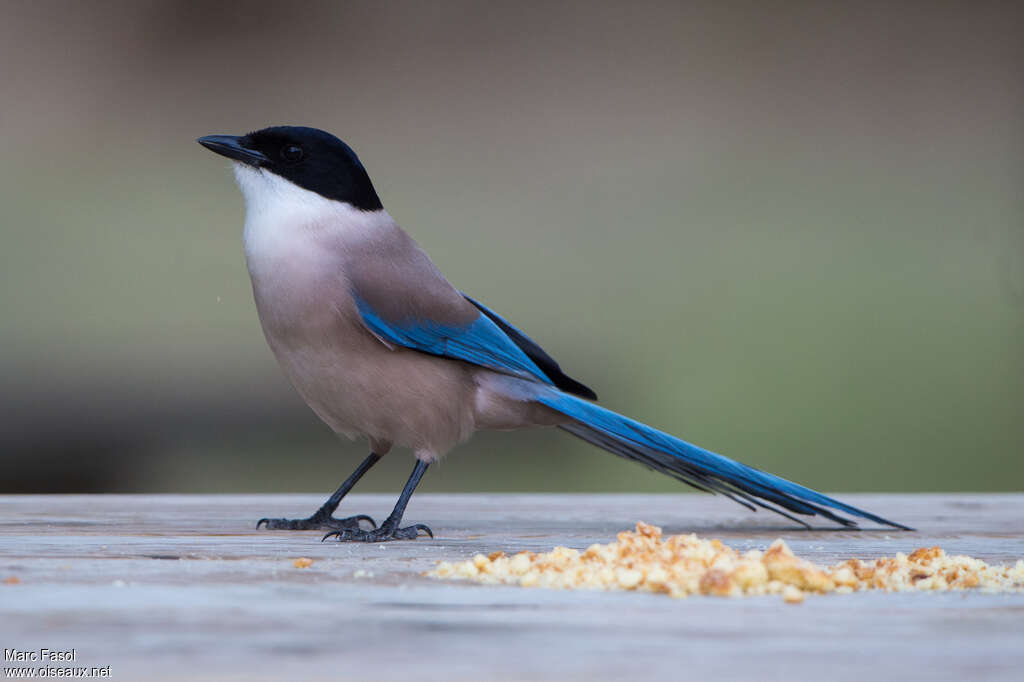 Iberian Magpieadult, identification