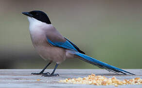 Iberian Magpie