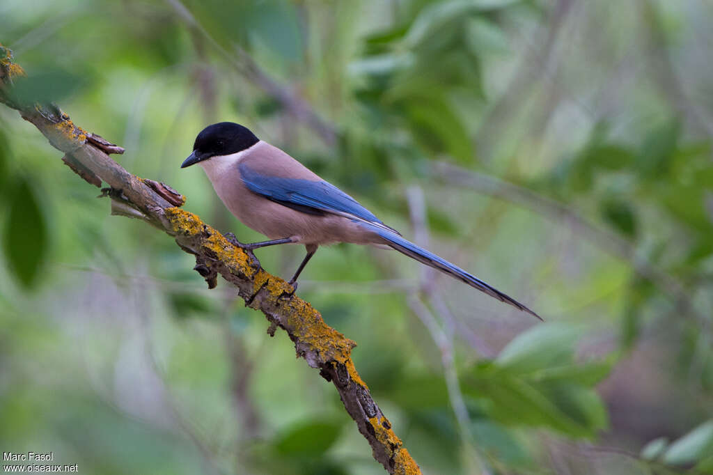 Iberian Magpieadult, identification