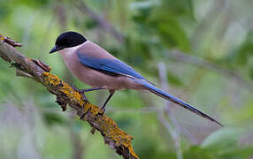 Iberian Magpie