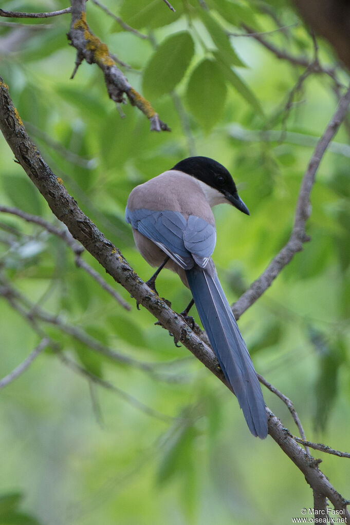 Iberian Magpieadult, identification