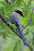 Iberian Magpie