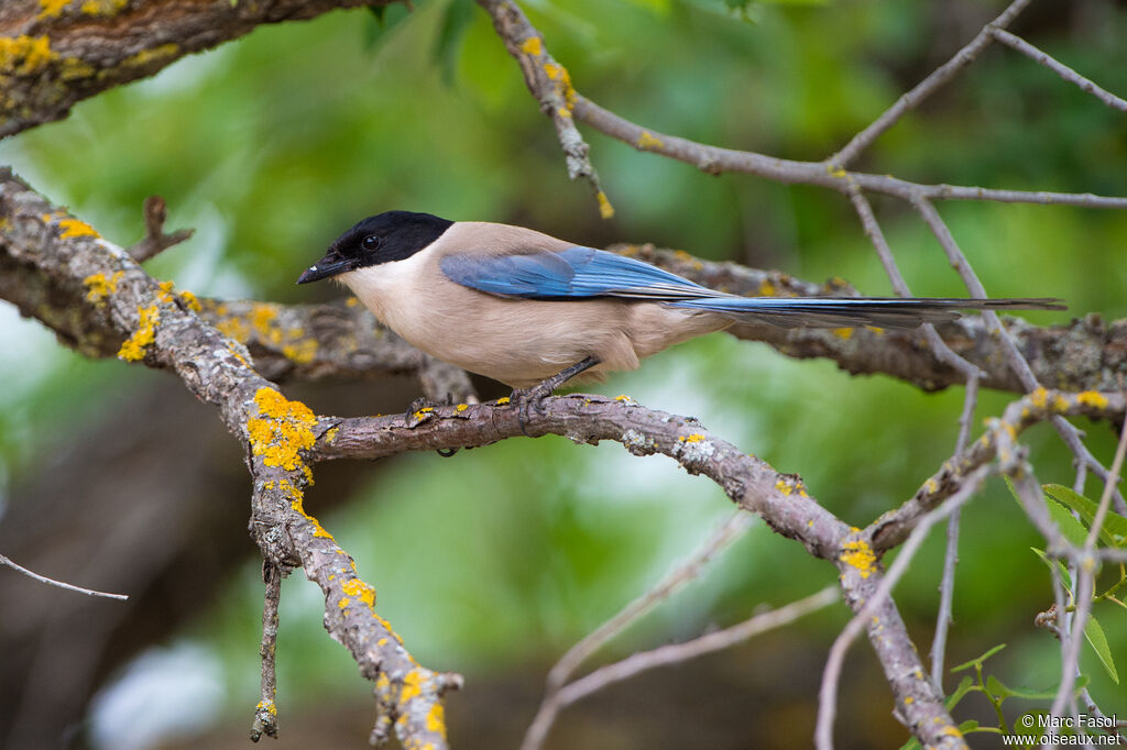 Iberian Magpieadult, identification