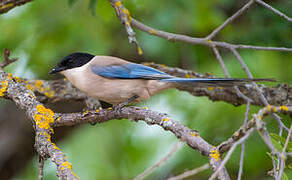 Iberian Magpie