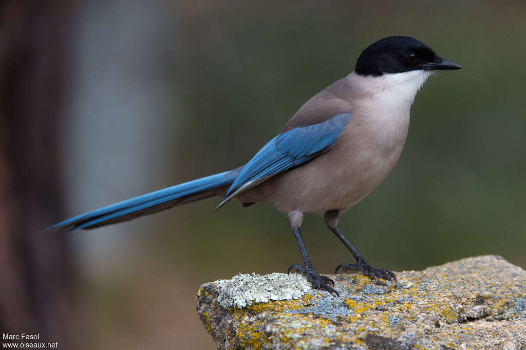 Iberian Magpieadult, identification