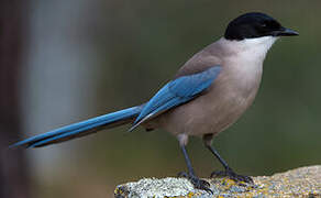 Iberian Magpie