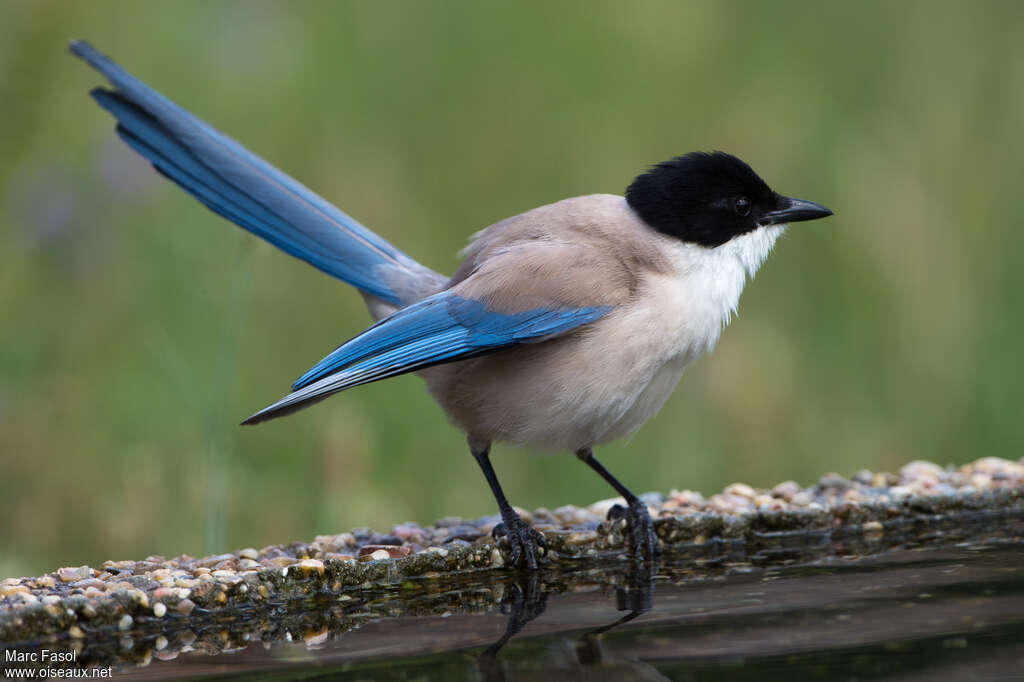 Iberian Magpieadult, identification, drinks