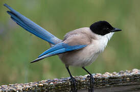 Iberian Magpie